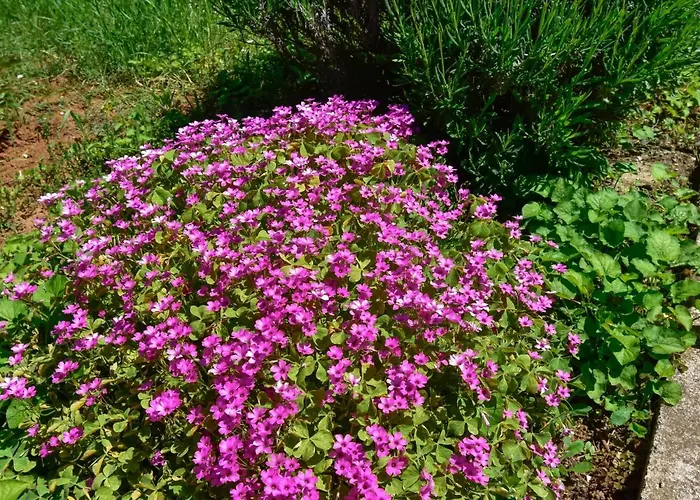 Appartamento Santin By Interhome